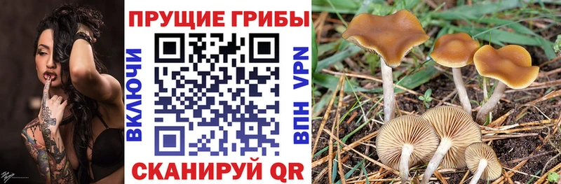 Галлюциногенные грибы Cubensis цена Нижний Ломов